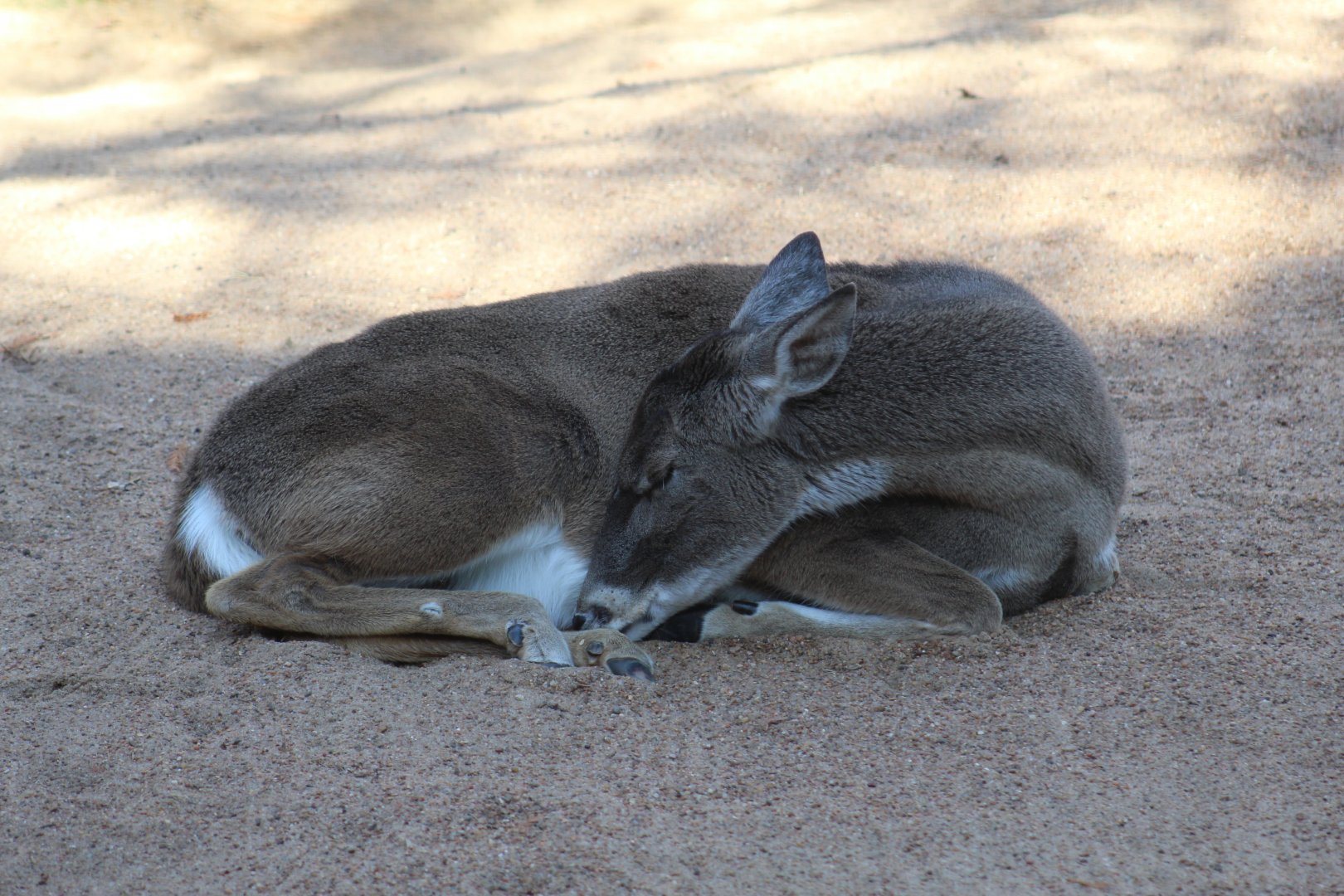 Texas White-Tailed Deer