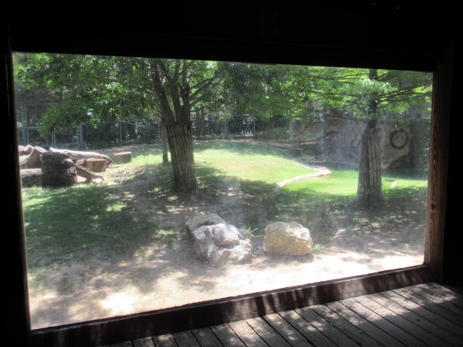 Texas Wild! - American Black Bear Exhibit (poor glass is a pattern in this