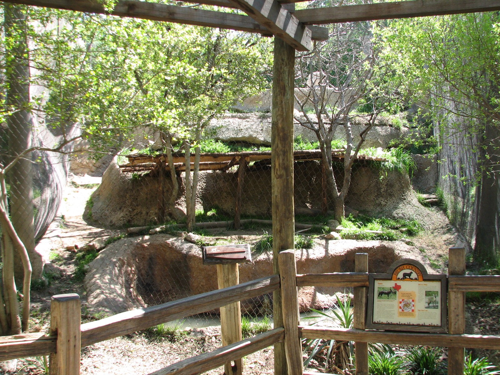 Texas Wild! - Brush Country - Coyote Exhibit