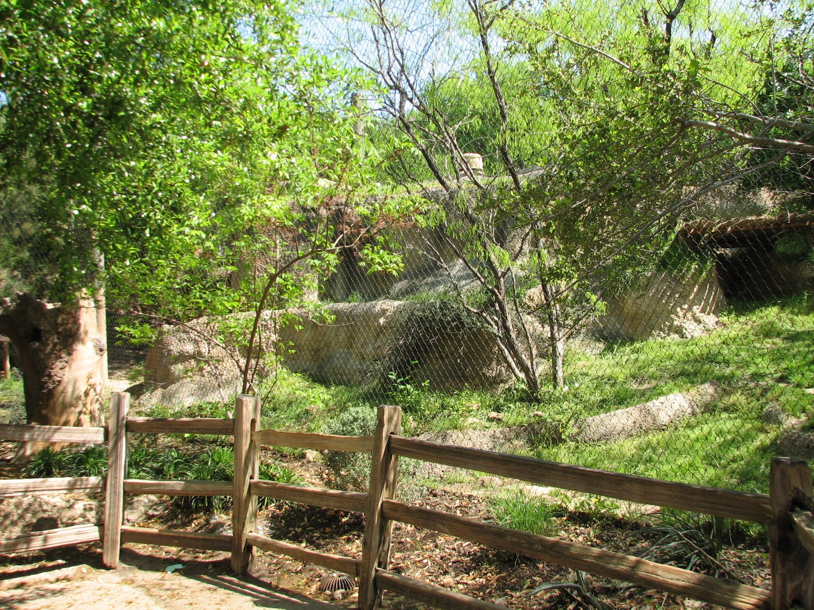 Texas Wild! - Brush Country - Jaguar Exhibit