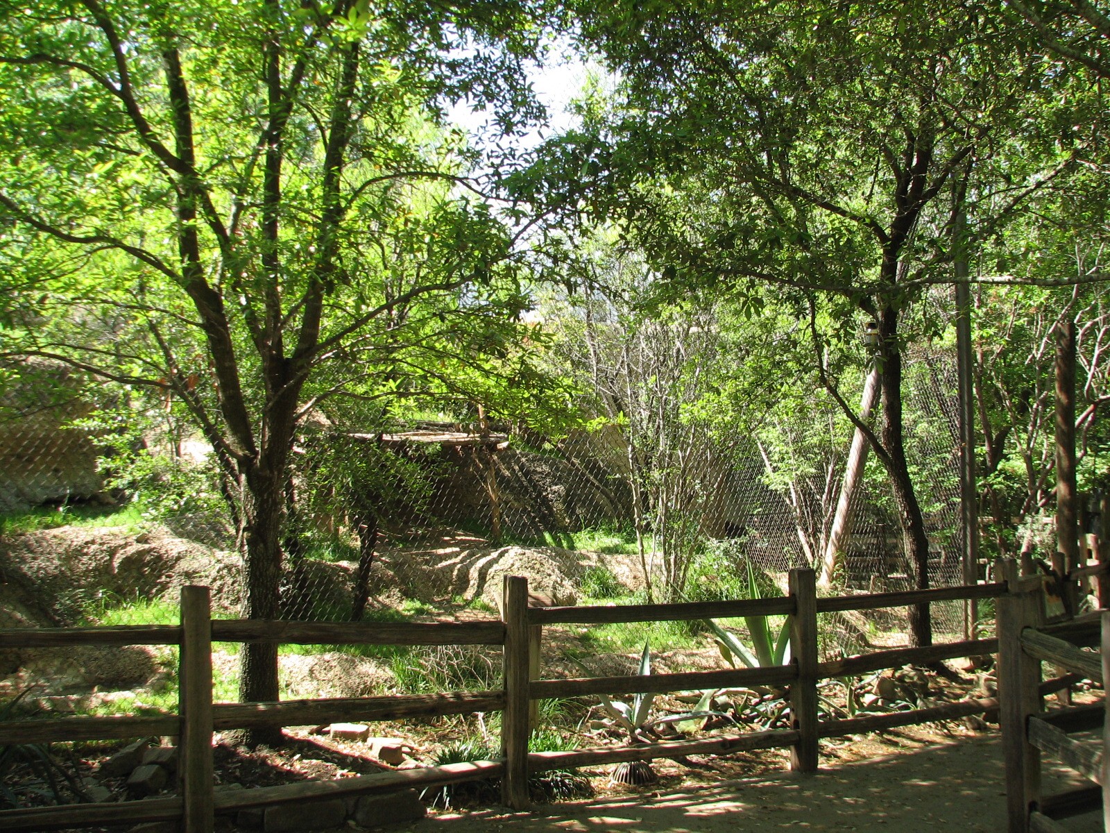 Texas Wild! - Brush Country - Mountain Lion Exhibit
