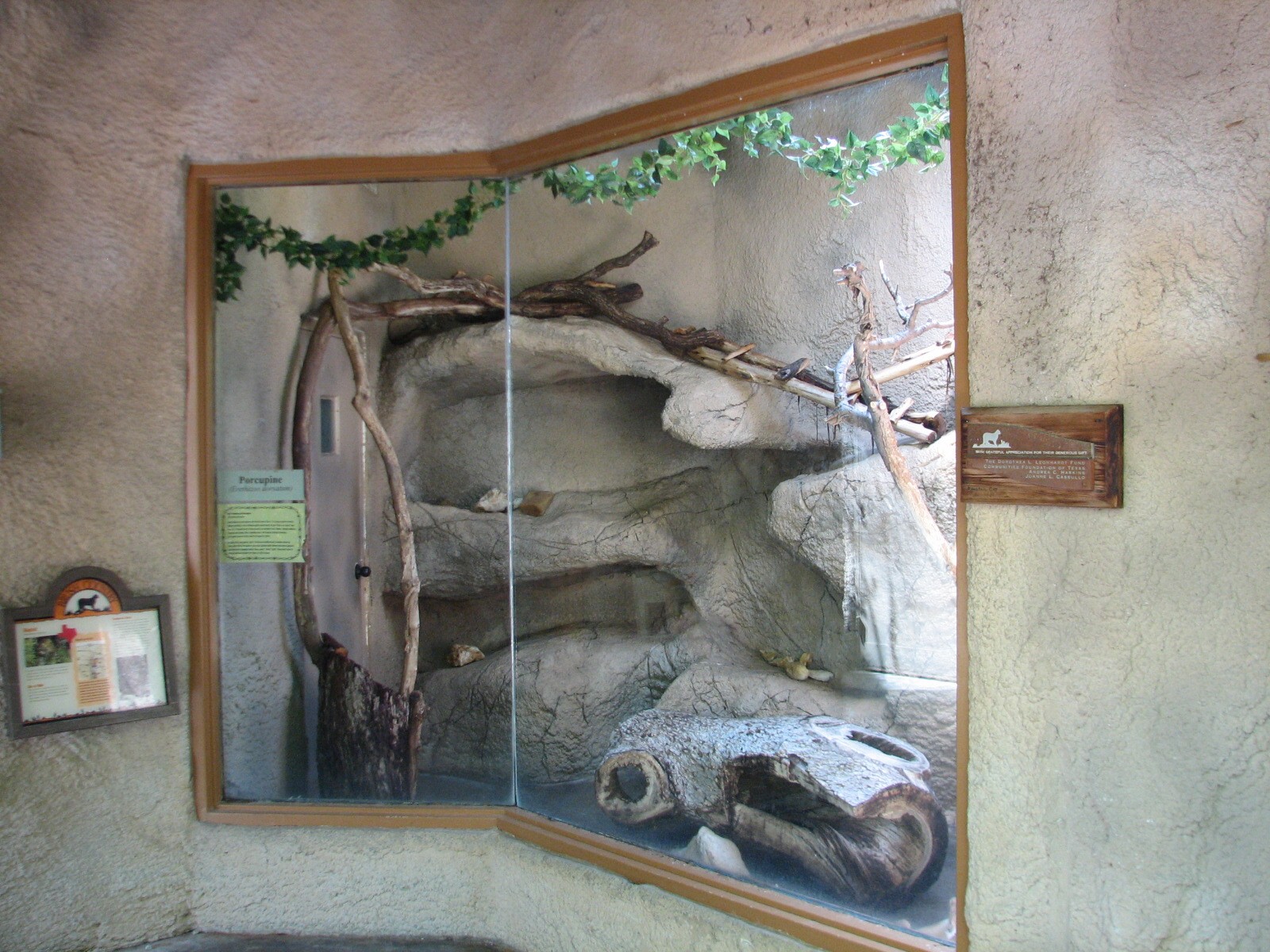 Texas Wild! - Brush Country - North American Porcupine and Ringtail Exhibit