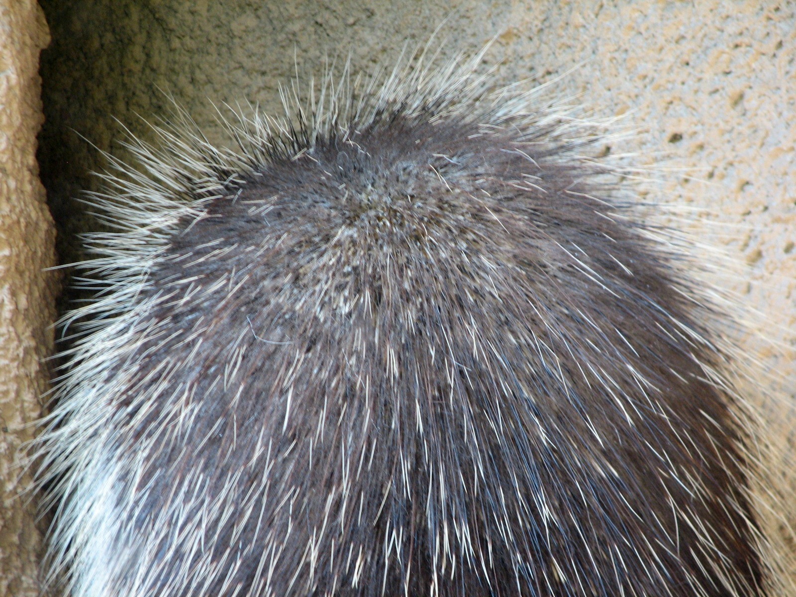 Texas Wild! - Brush Country - North American Porcupine