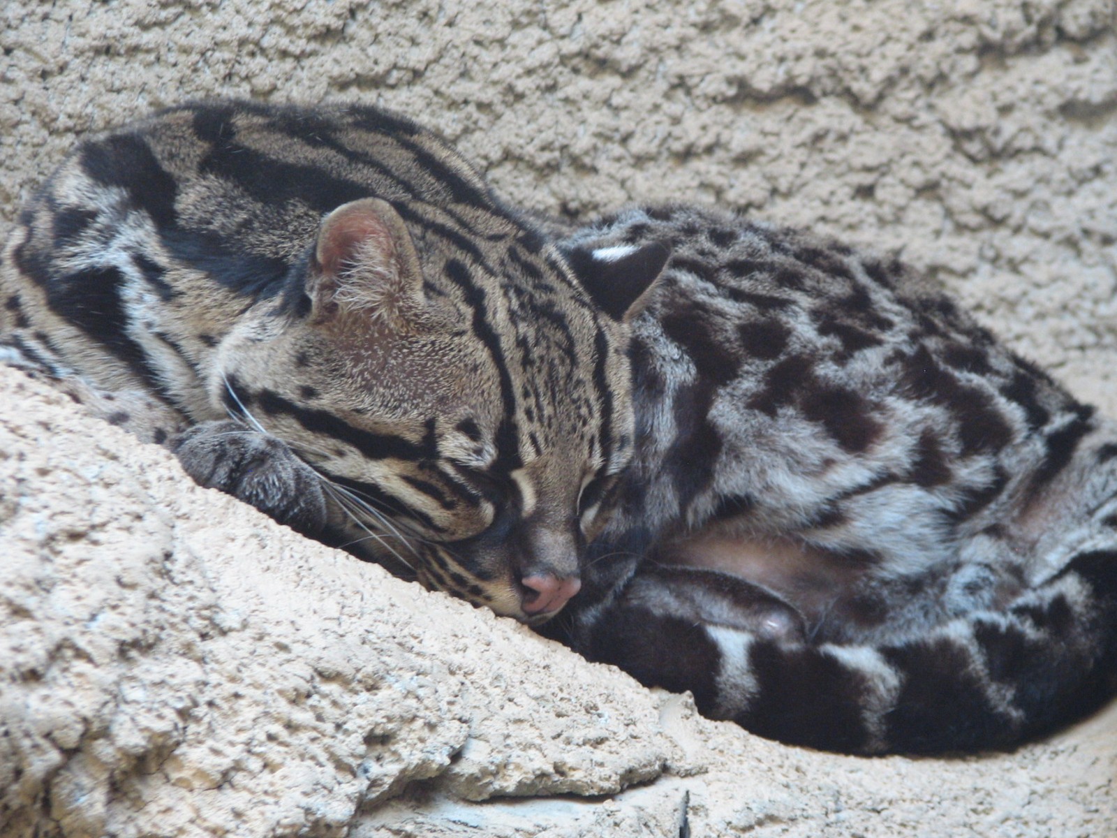 Texas Wild! - Brush Country - Ocelot