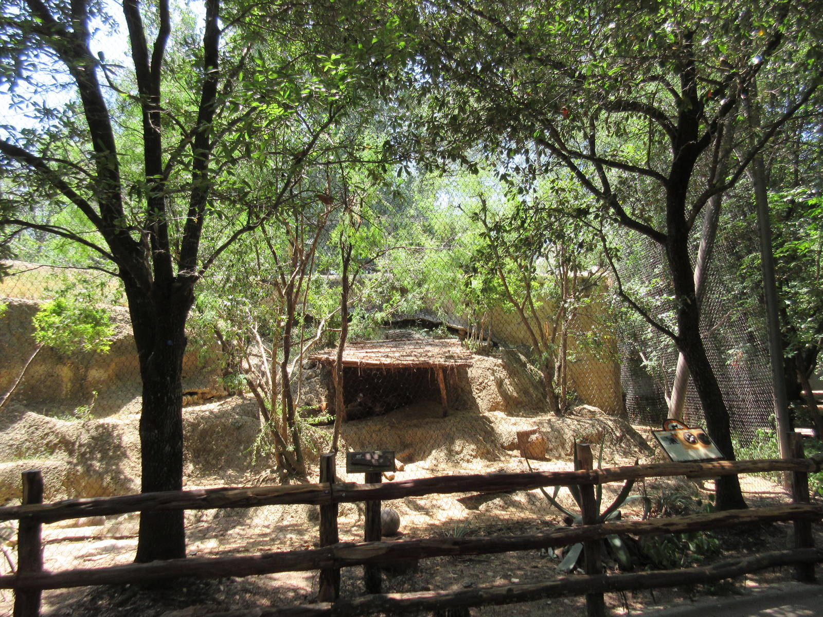 Texas Wild! - Cougar Exhibit