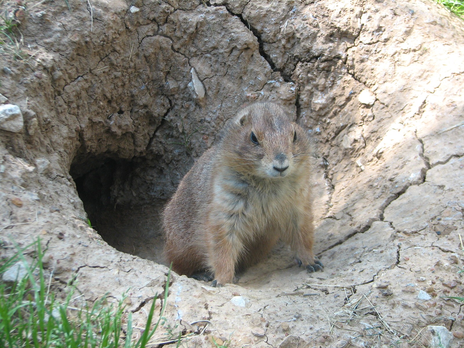 Texas Wild! - High Plains and Prairies - Black-tailed Prairie Dog