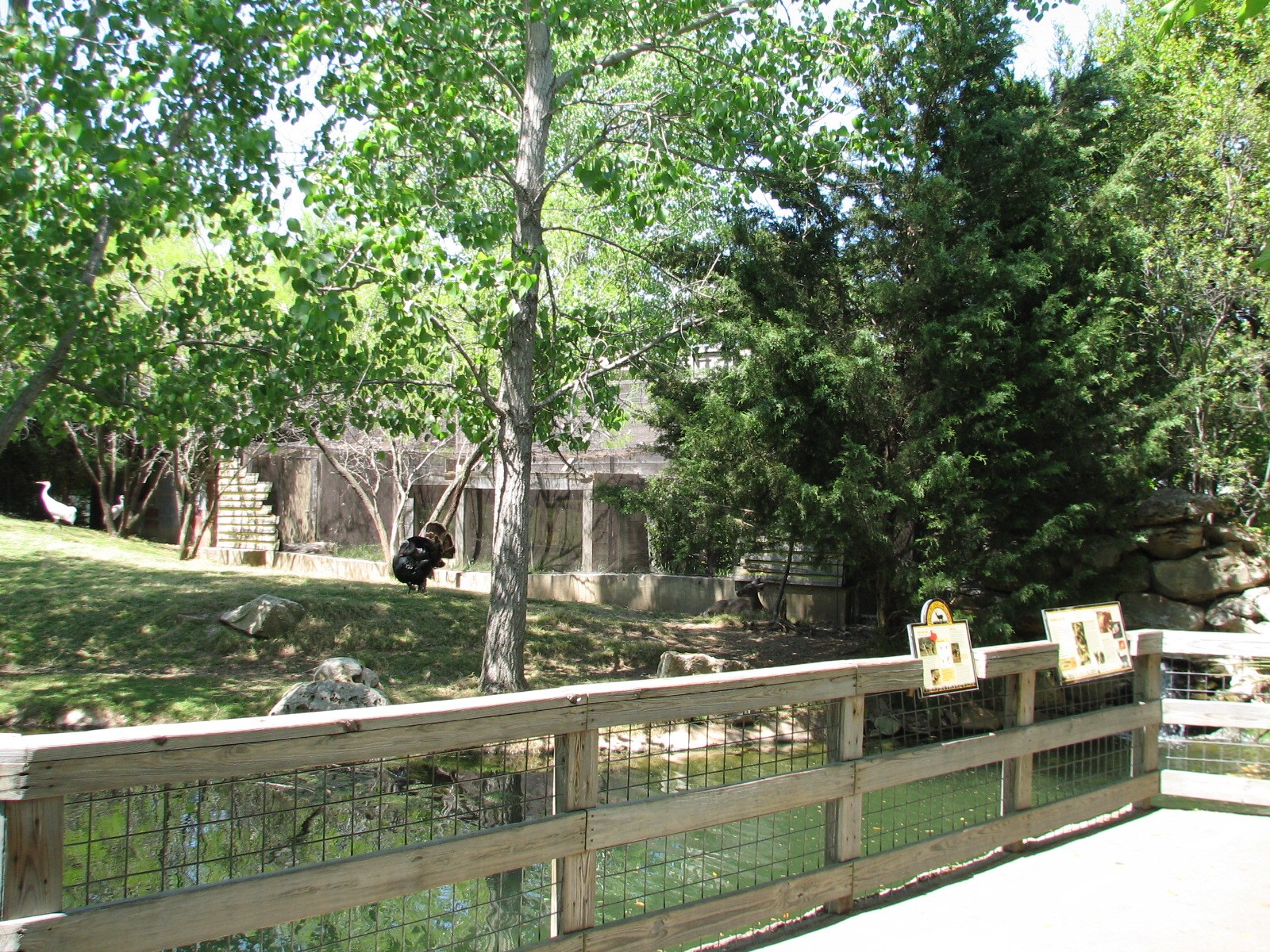 Texas Wild! - High Plains and Prairies - White-tailed Deer, Wild Turkey, an