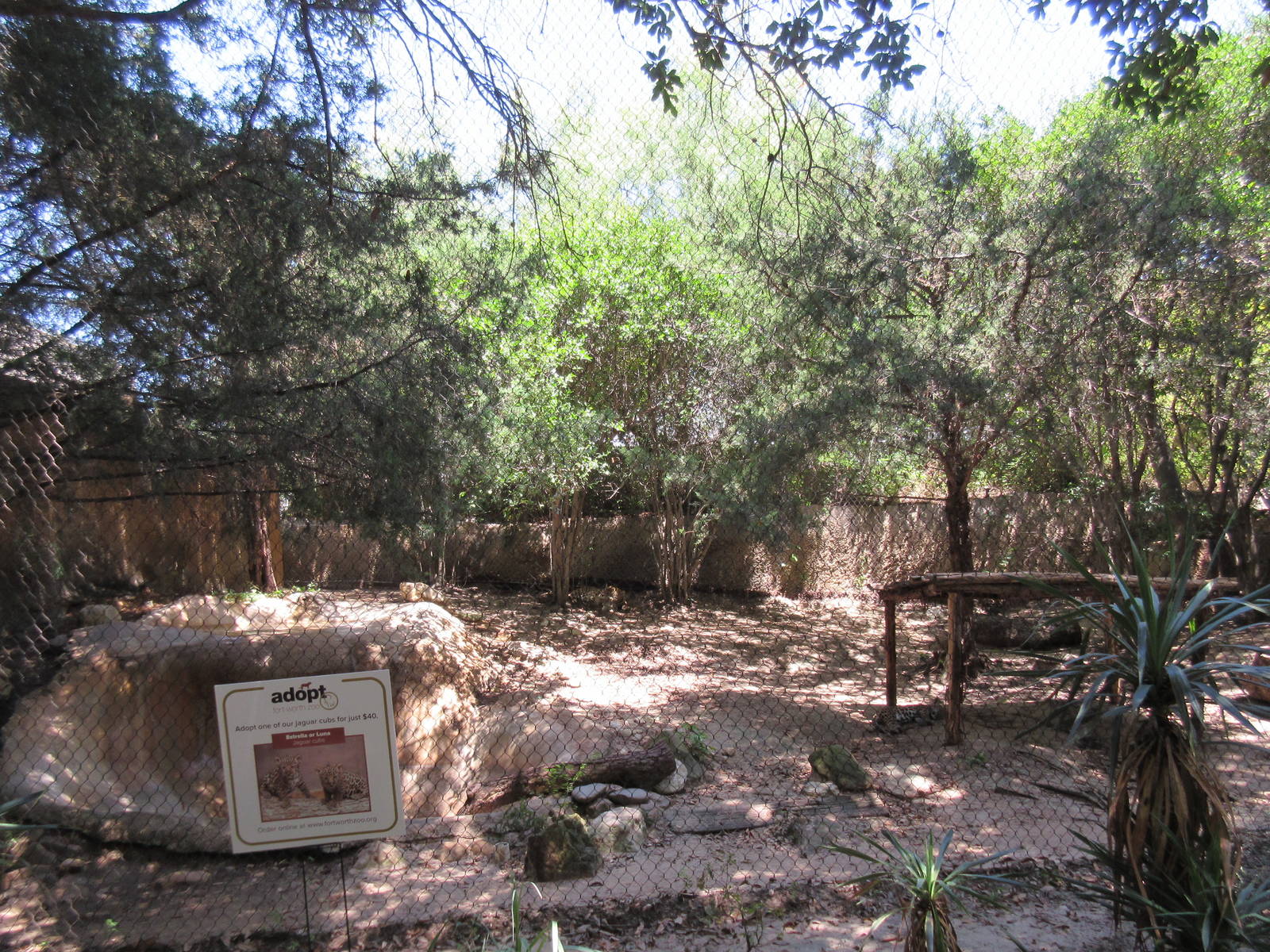 Texas Wild! - Jaguar Exhibit