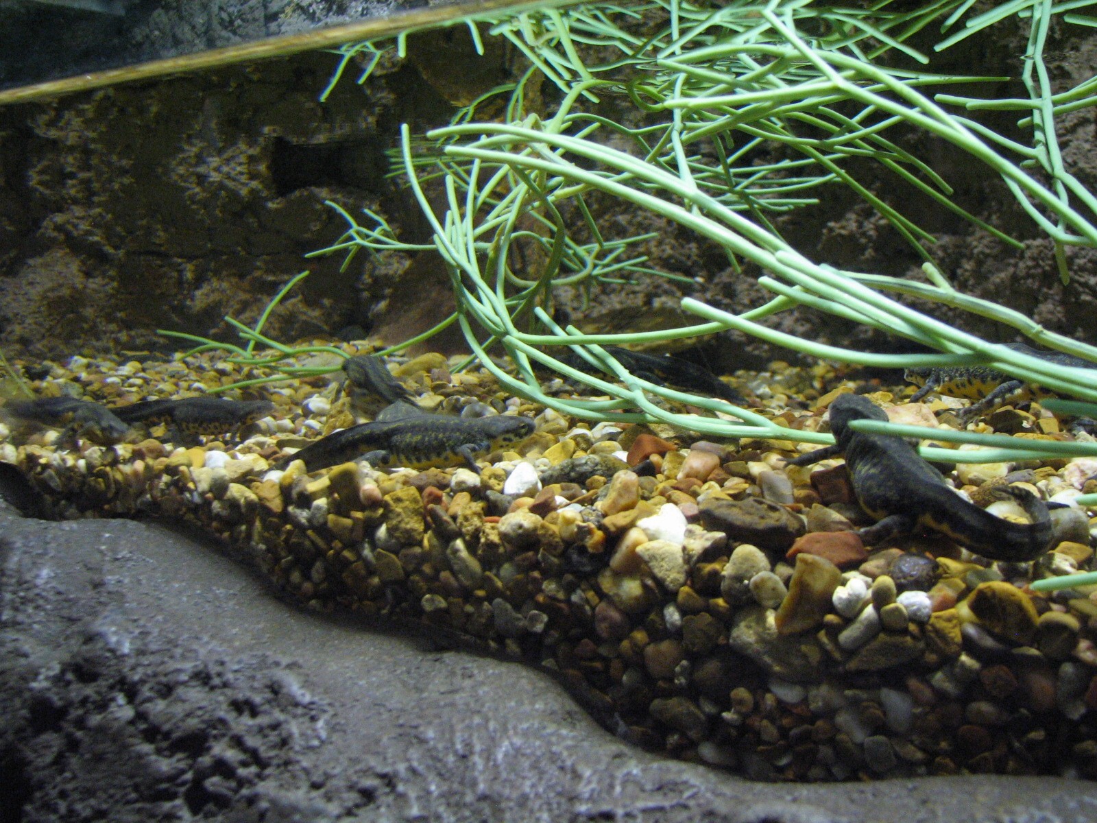 Texas Wild! - Mountains and Desert - Black-spotted Newt