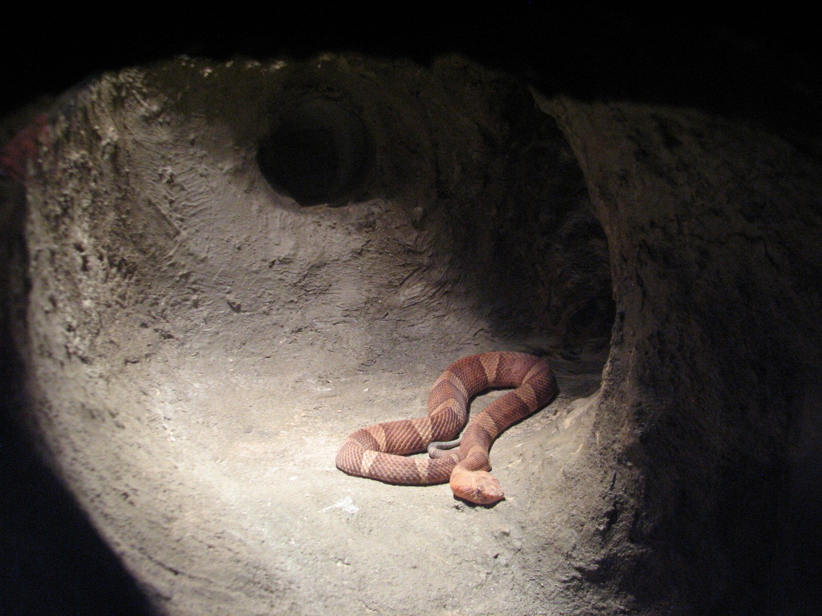 Texas Wild! - Mountains and Desert - Broad-banded Copperhead