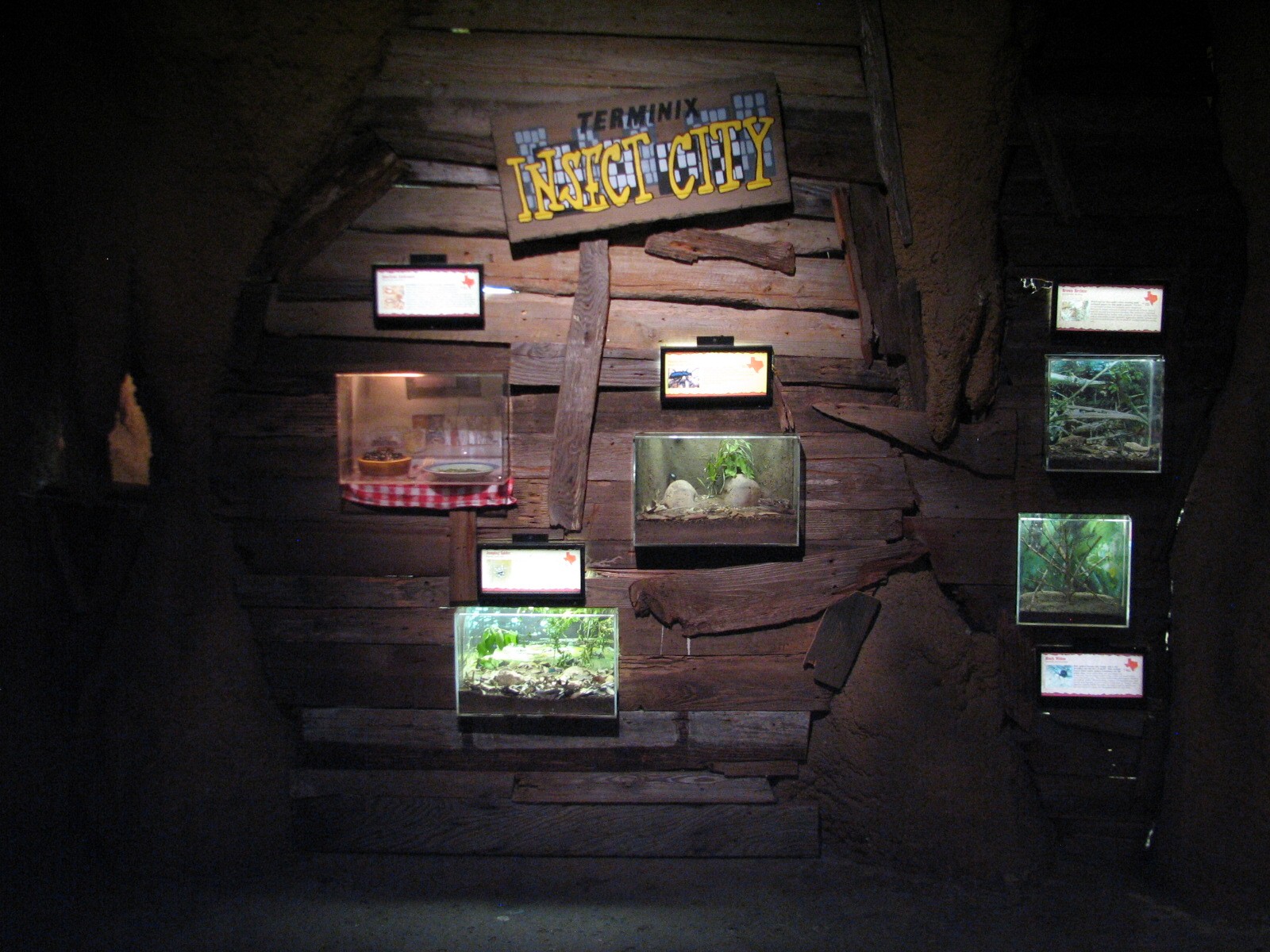 Texas Wild! - Mountains and Desert - Insect City