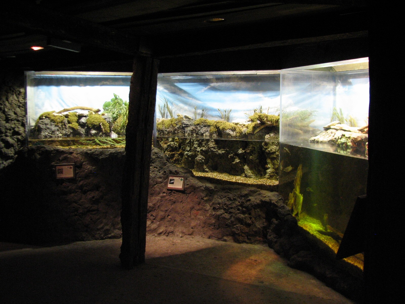 Texas Wild! - Mountains and Desert - Rio Grande Cooter, Pecos Pupfish, and