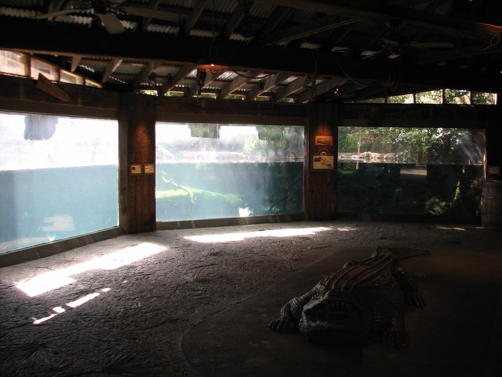 Texas Wild! - Pineywoods and Swamps - American Alligator, Alligator Snappin