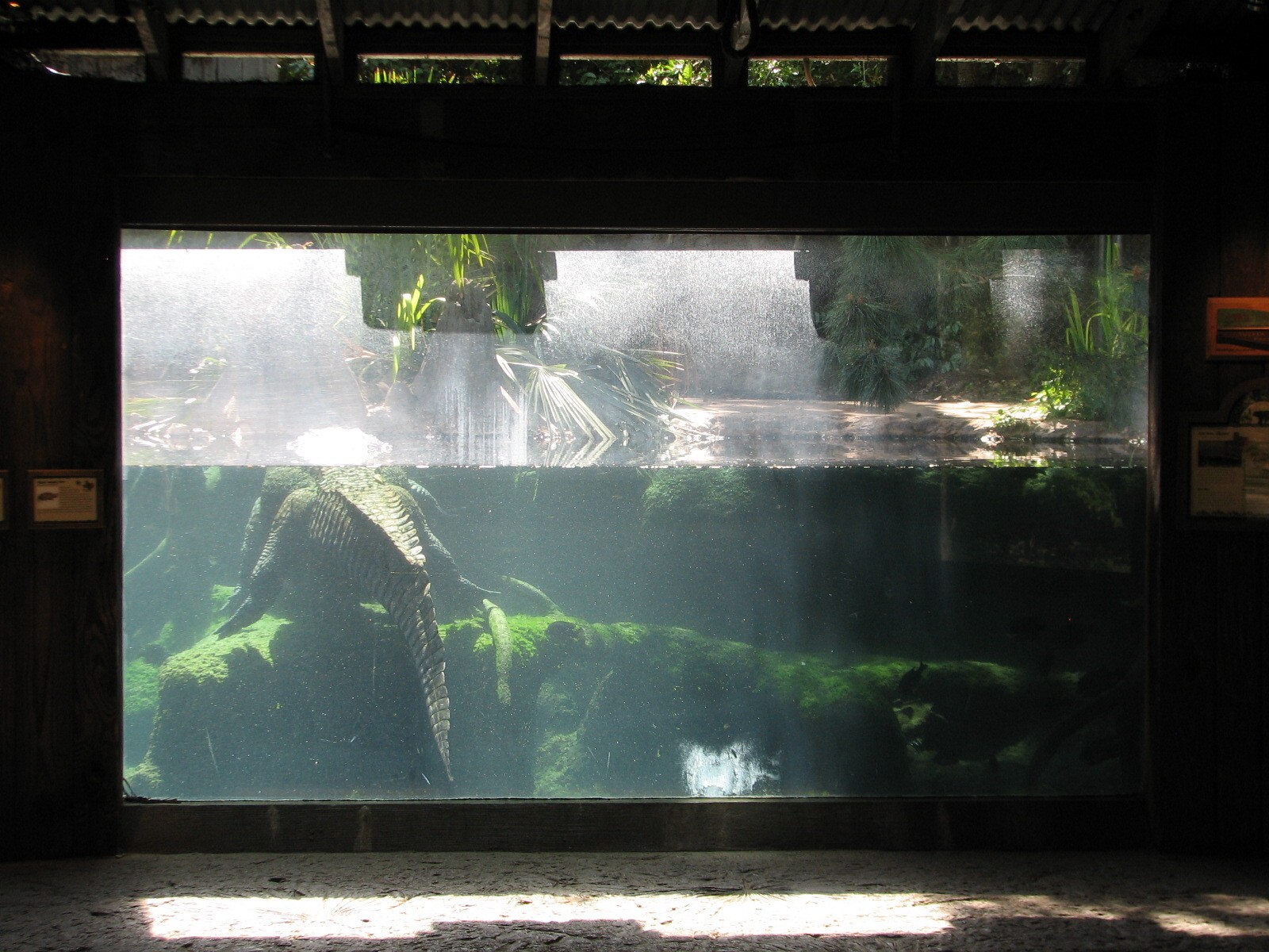 Texas Wild! - Pineywoods and Swamps - American Alligator, Alligator Snappin