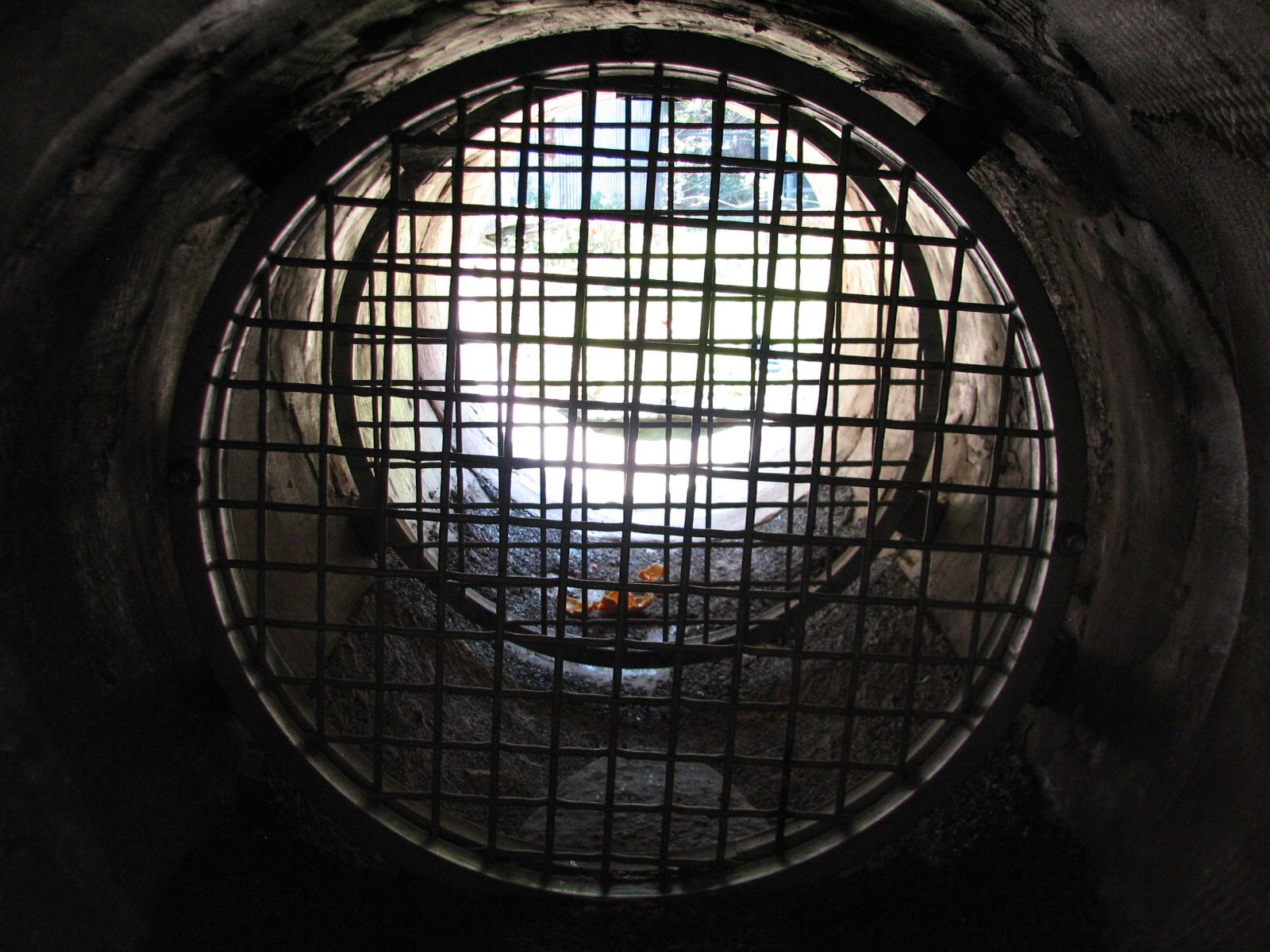 Texas Wild! - Pineywoods and Swamps -  Black Bear Exhibit Crawl Log