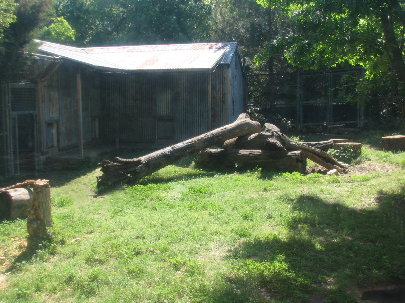 Texas Wild! - Pineywoods and Swamps - Black Bear Exhibit
