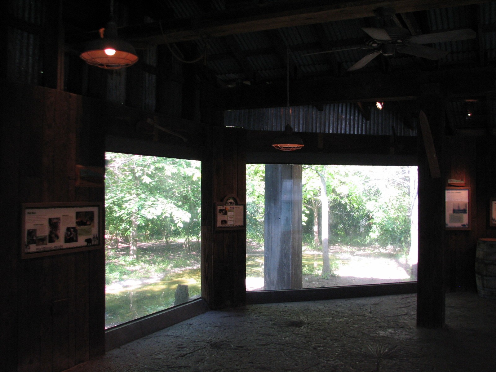 Texas Wild! - Pineywoods and Swamps - Red Wolf Exhibit Viewing Area