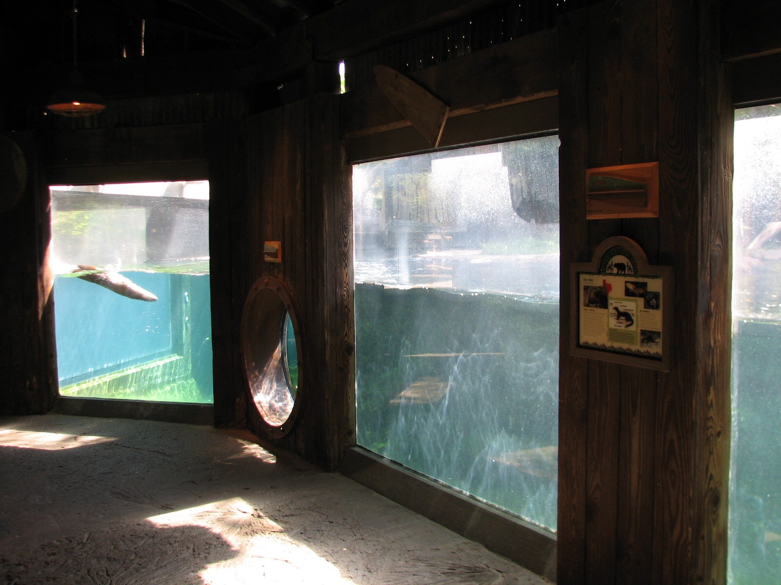 Texas Wild! - Pineywoods and Swamps - River Otter Exhibit