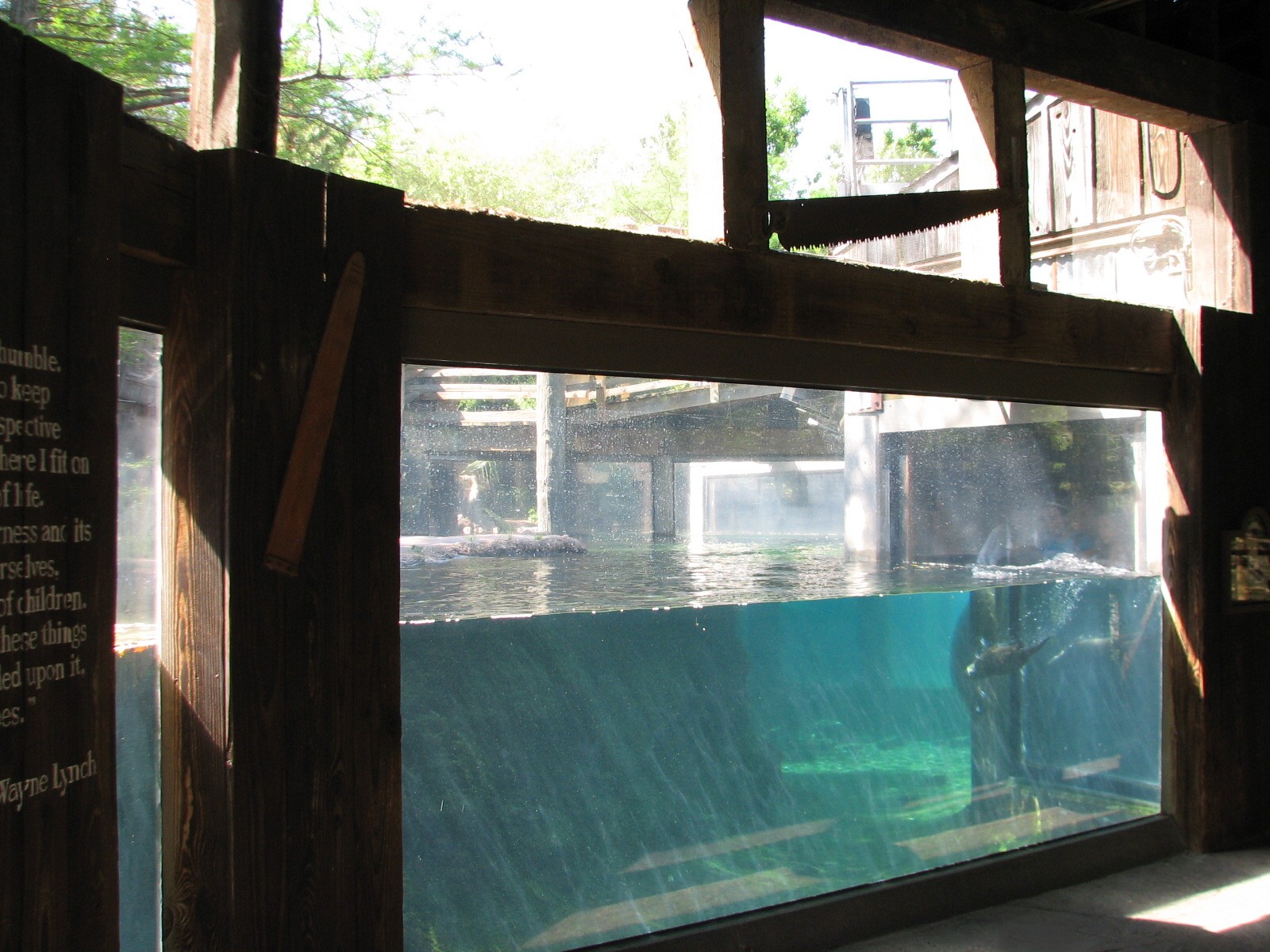 Texas Wild! - Pineywoods and Swamps - River Otter Exhibit