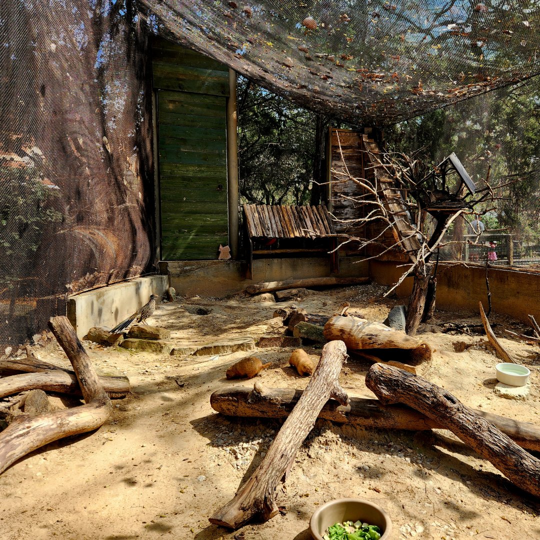 Texas Wild! - Prairie Dog, Burrowing Owl, & Roadrunner Exhibit