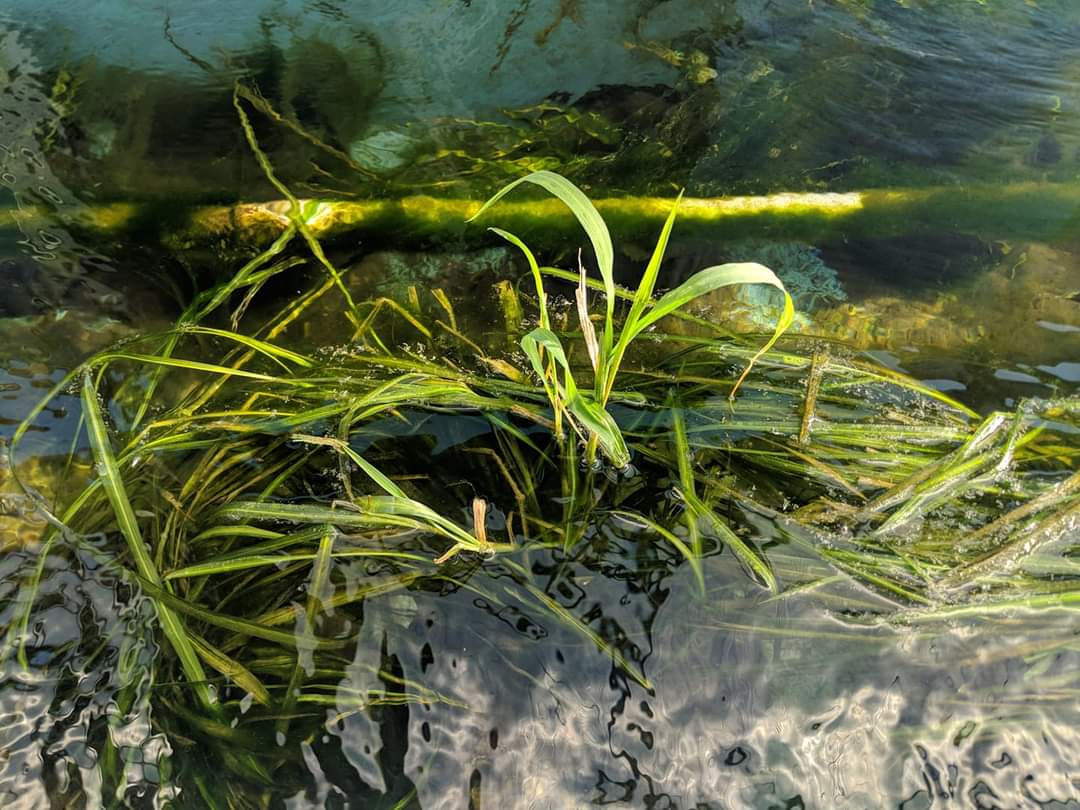 Texas wild rice (Zizania texana)