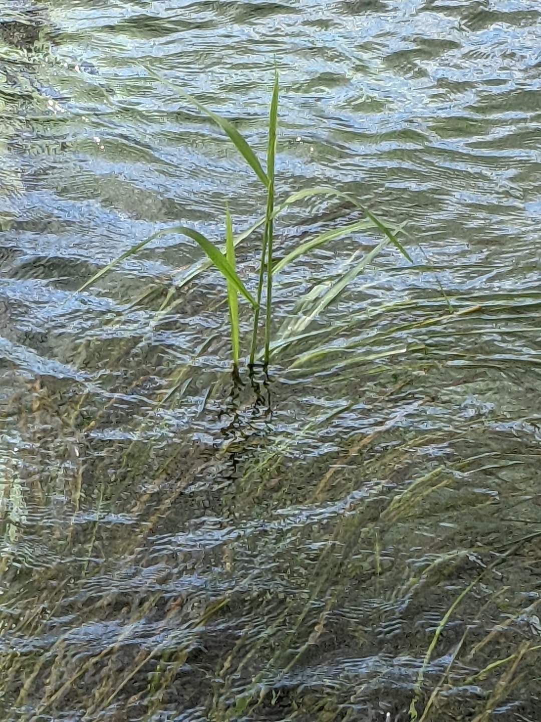 Texas wild rice (Zizania texana)