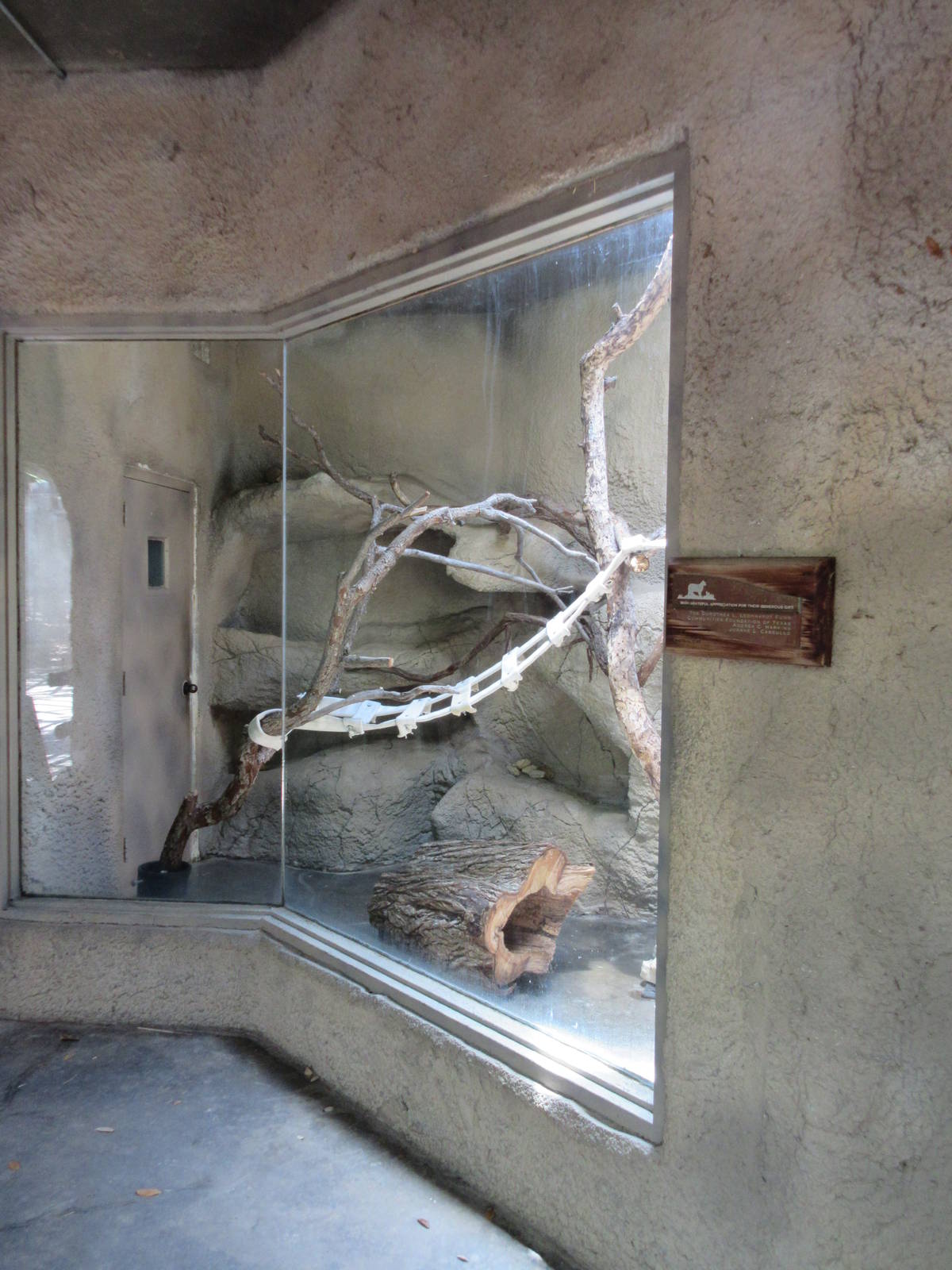 Texas Wild! - Ringtail Exhibit