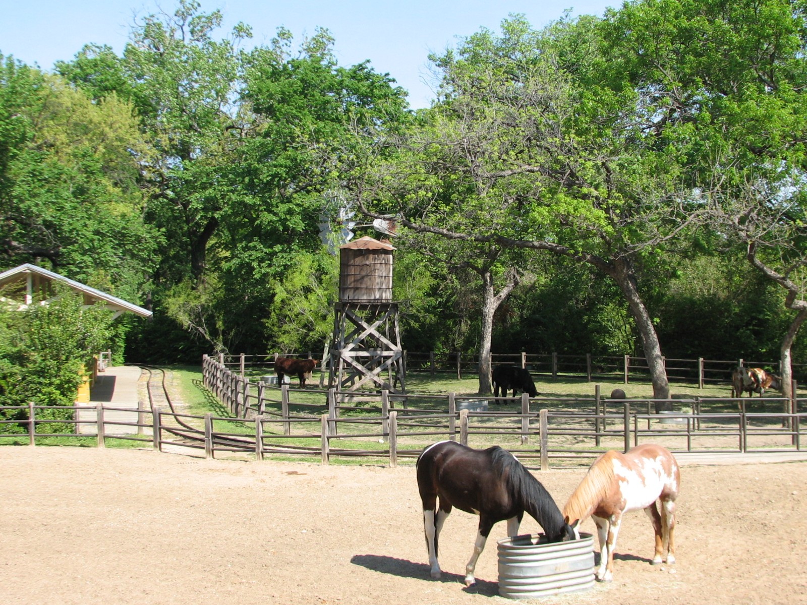 Texas Wild! - Texas Town - American Painted Horse and Texas Longhorn Exhibi