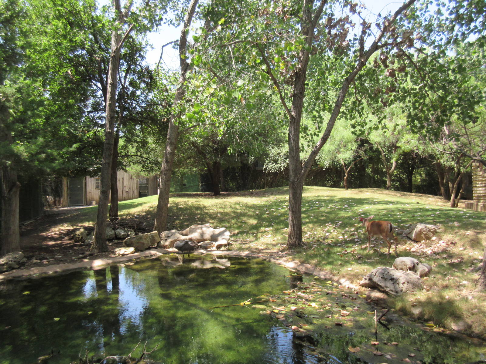 Texas Wild! - White-Tailed Deer Exhibit