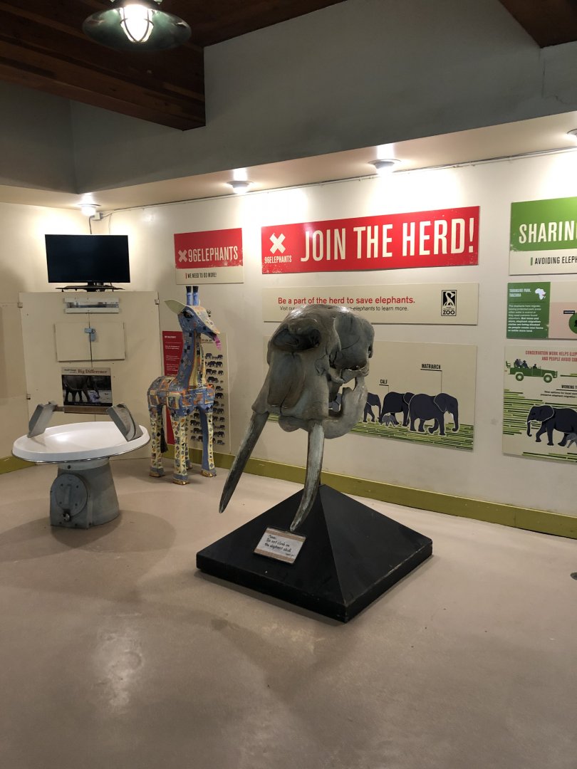 Textron Elephant/Giraffe House Interior Elephant Skull - Feb, 2020