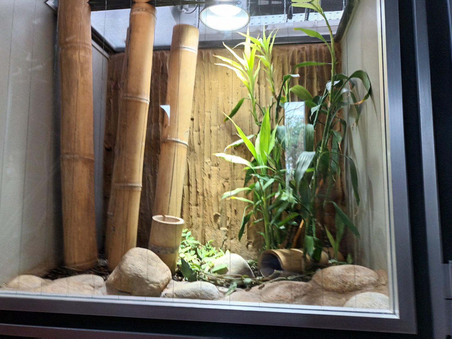 Thai bamboo Racer Habitat