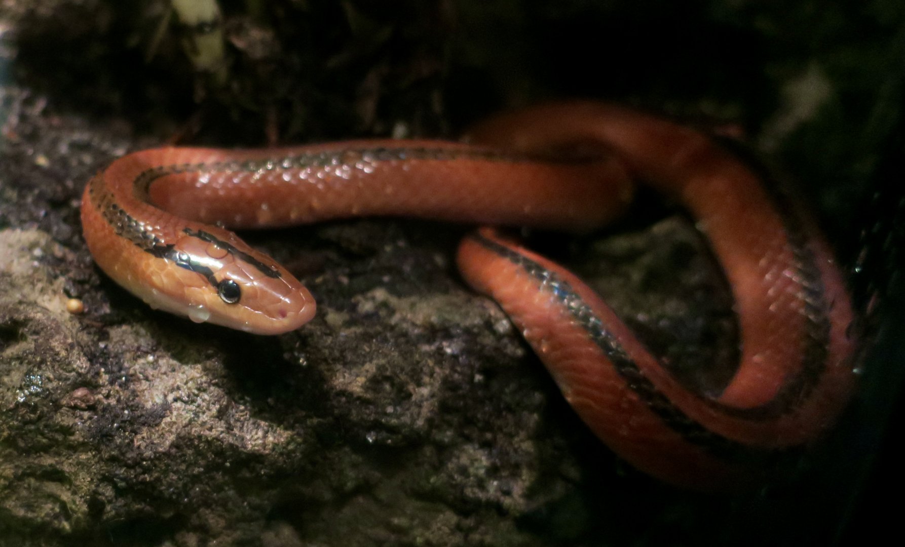 Thai Bamboo Ratsnake (Oreocryptophis porphyraceus coxi)