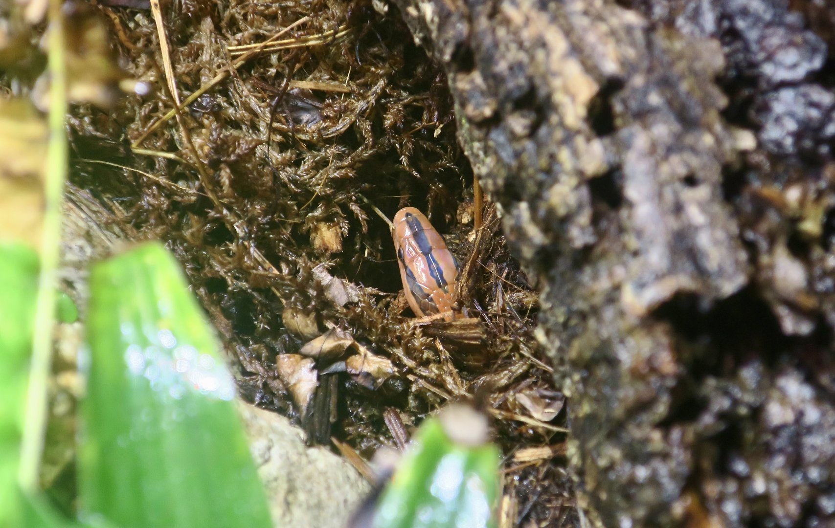 Thai Bamboo Ratsnake (Oreocryptophis porphyraceus coxi)