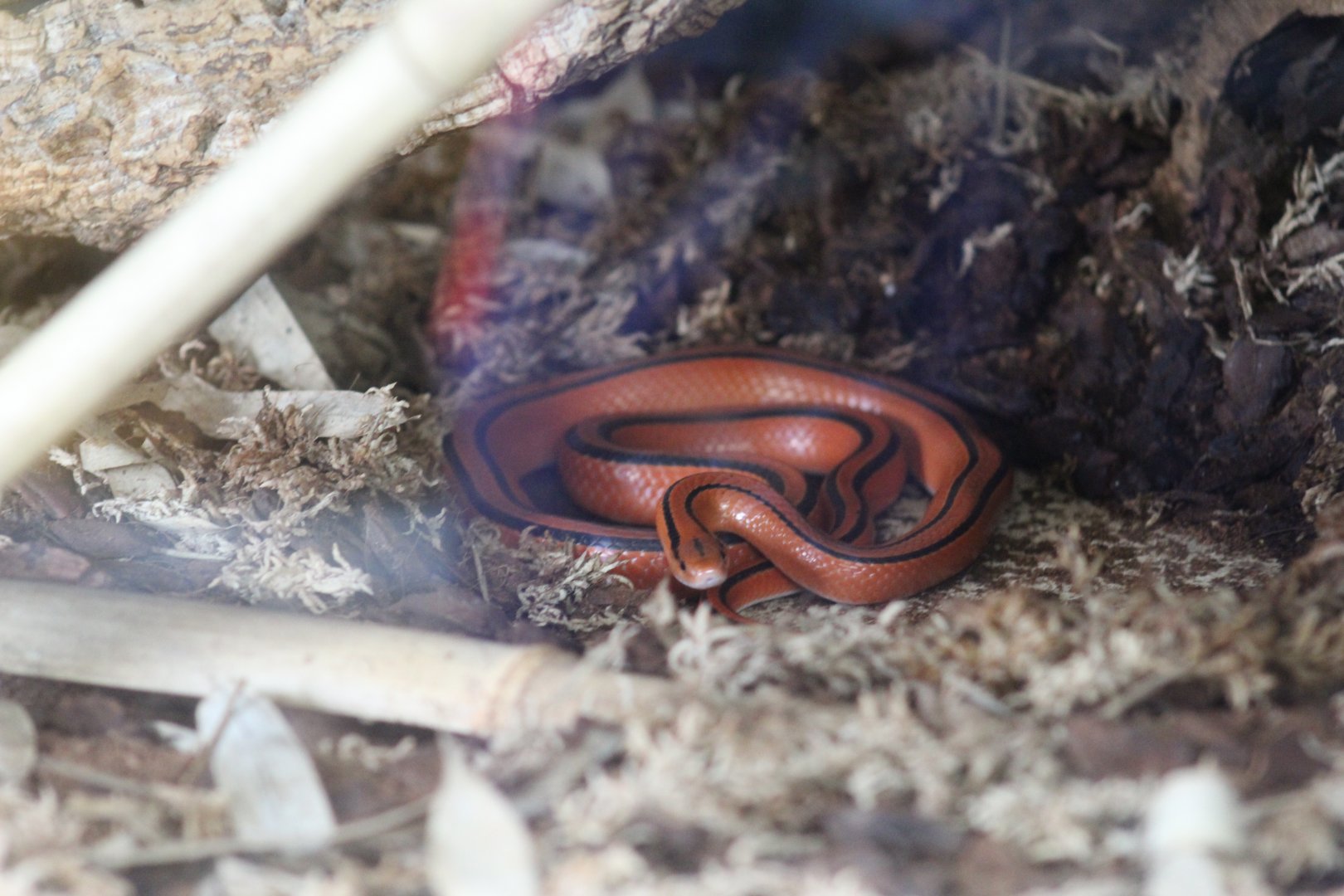 Thai Bamboo Ratsnake