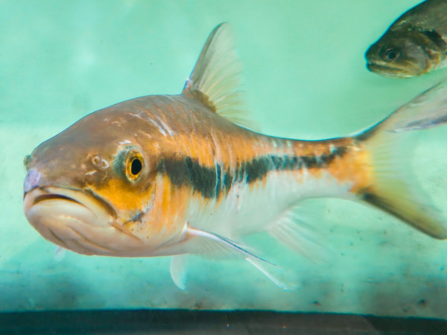 Thai Blue Mahseer (Neolissocheilus stracheyi) - Full Body Shot