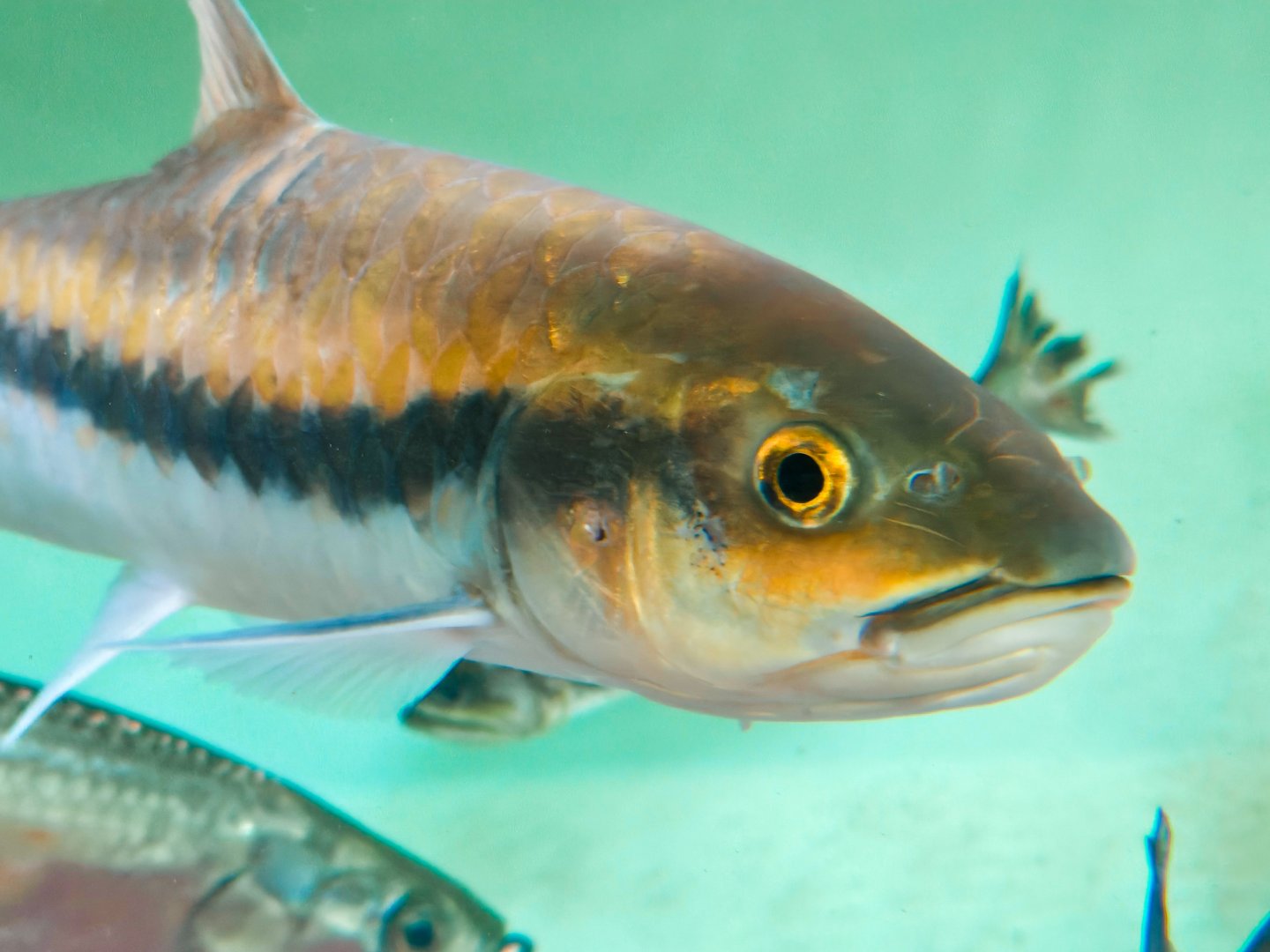 Thai Blue Mahseer (Neolissocheilus stracheyi) - Head Profile