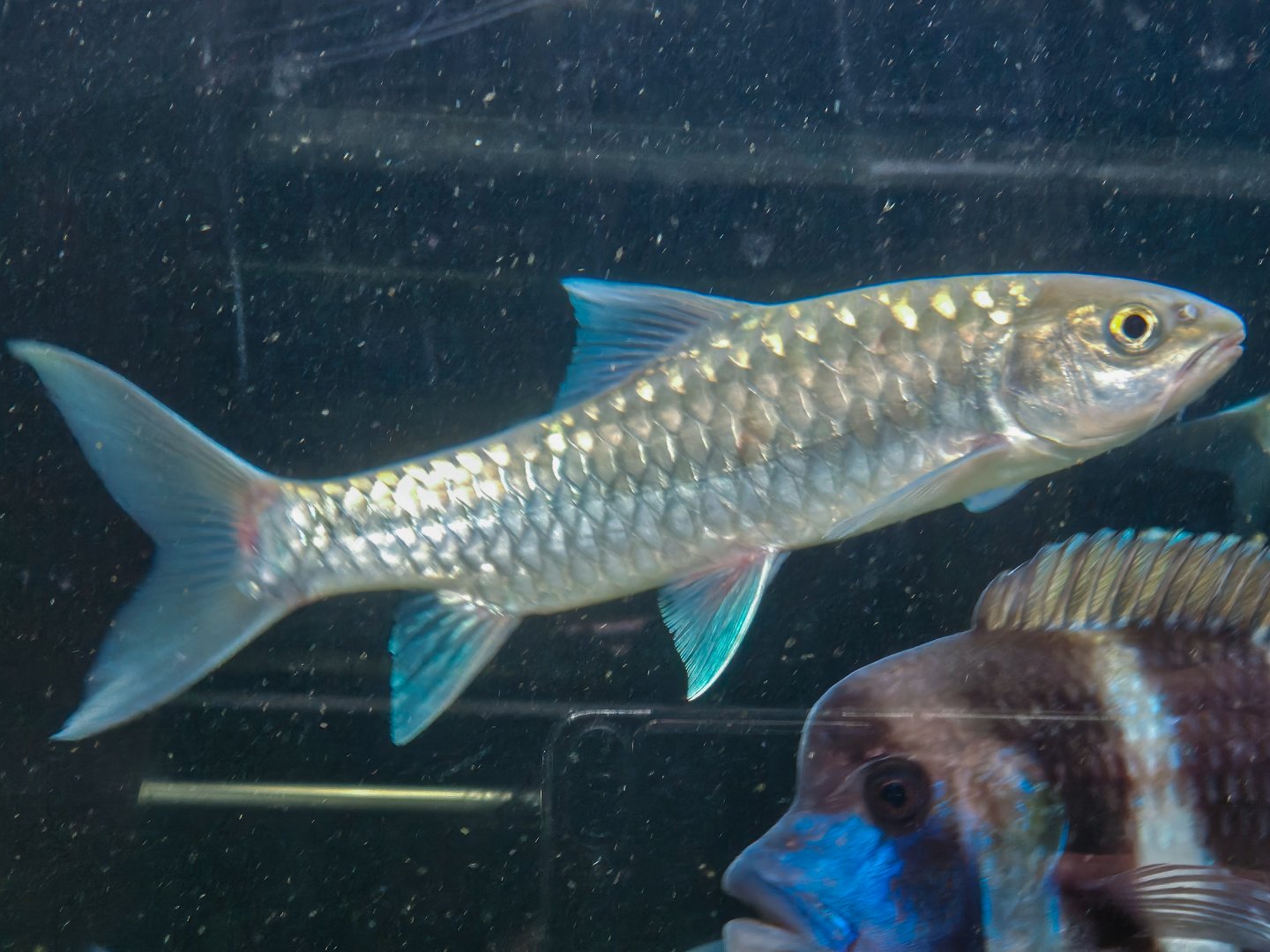 Thai Blue Mahseer (Neolissocheilus stracheyi 'Salween River')