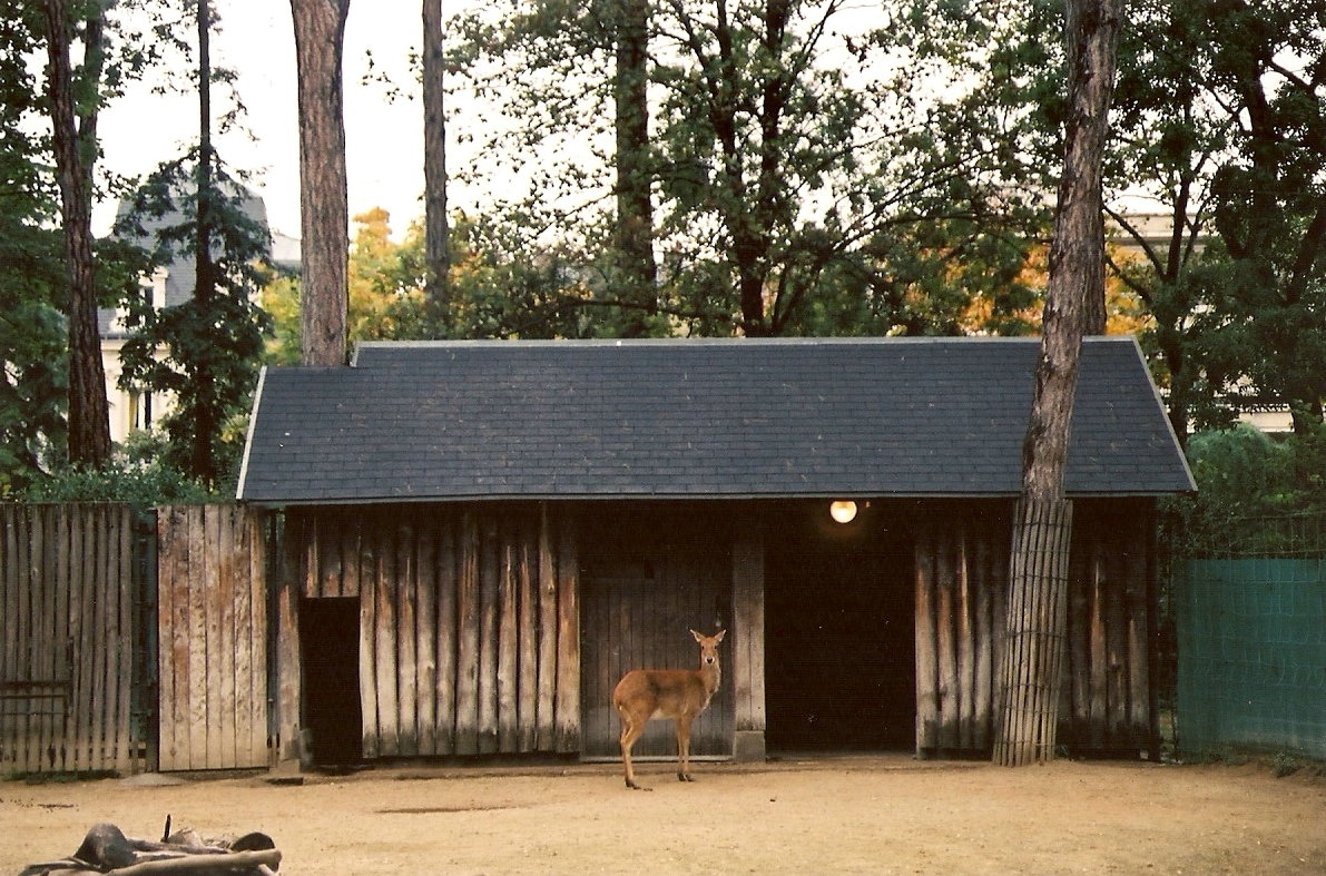 Thai Eld's Deer (Rucervus eldii siamensis) at Vincennes 2002
