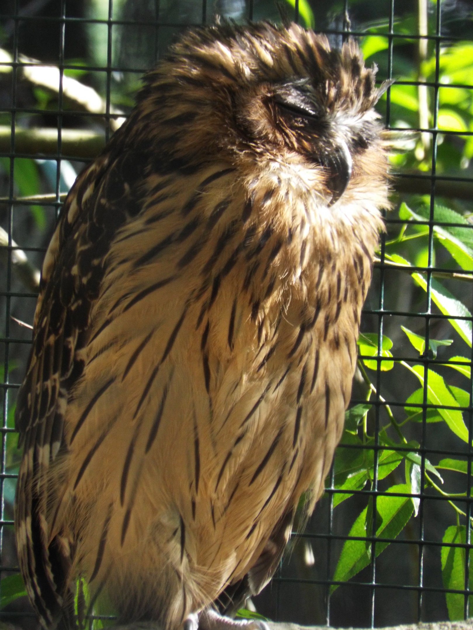 Thai Fish Owl (Bubo ketupu aagaardi)