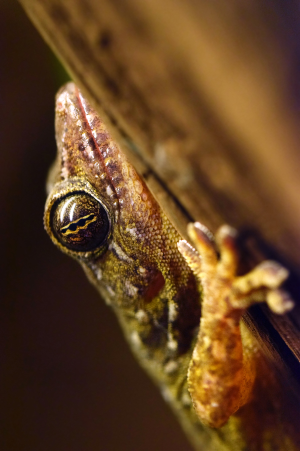 Thai gecko (Gekko petricolus)