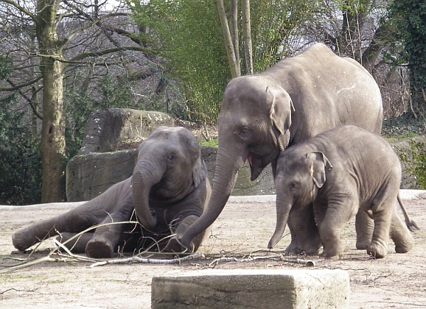 Thai, Kandy, Shila 2008