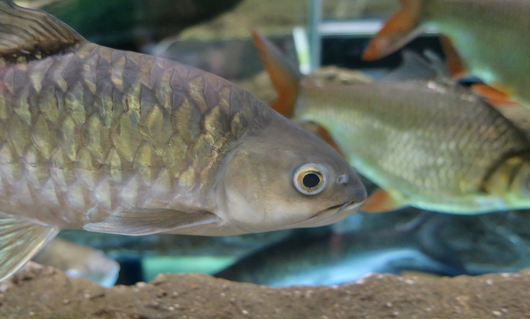 Thai Mahseer (Tor tambroides)