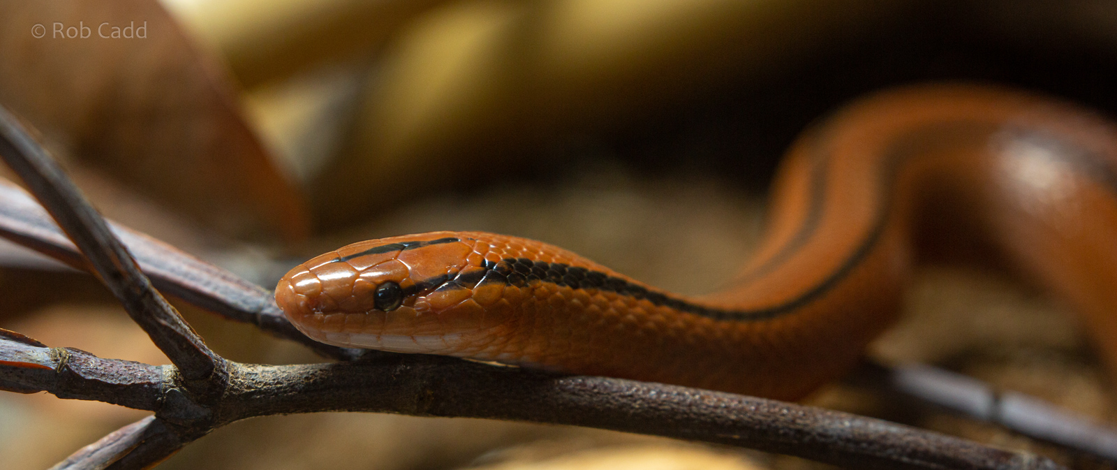 Thai red bamboo rat snake : Hamerton : 20 Jan 2023