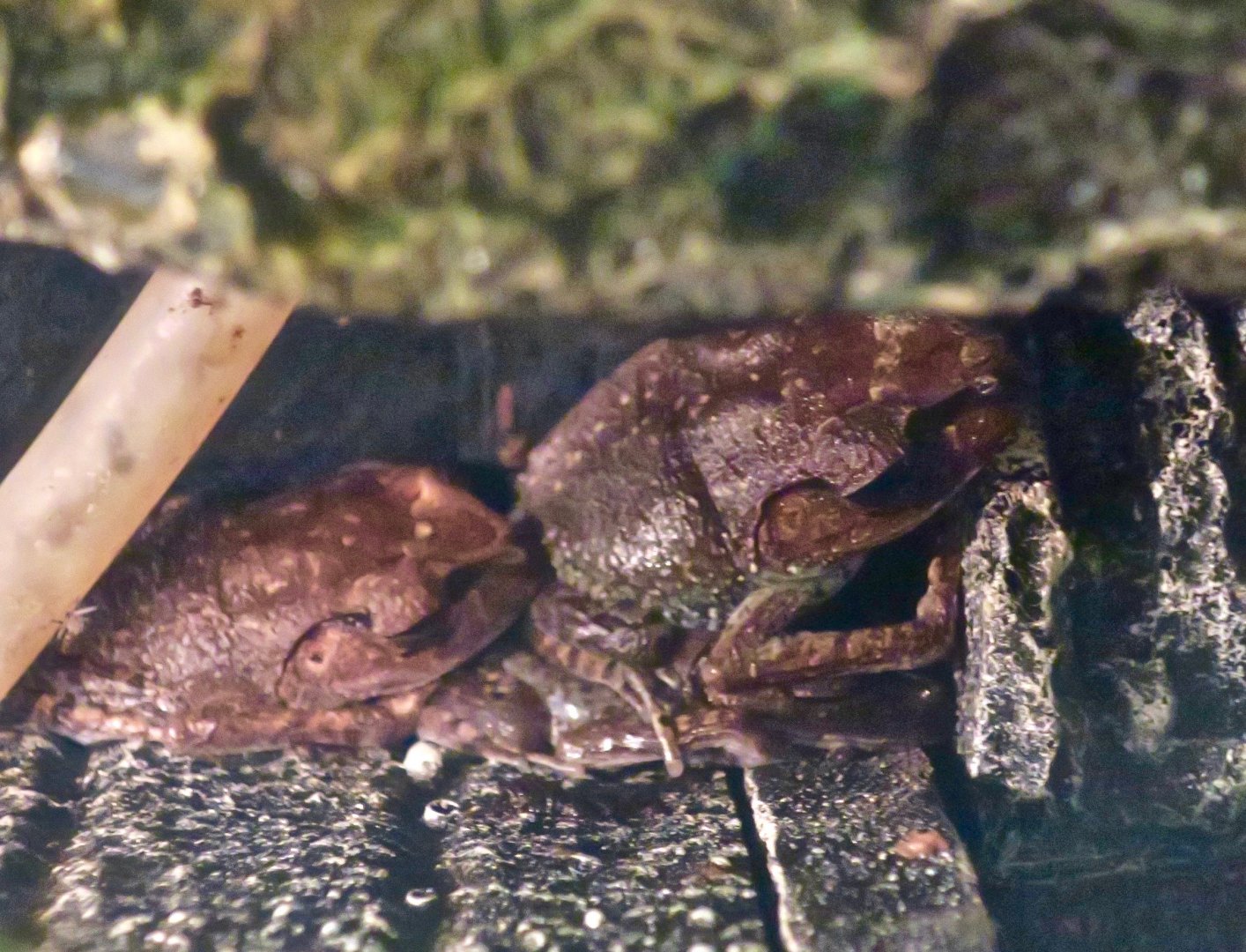 Thai Spadefoot Toad (Leptobatrachium hendricksoni)
