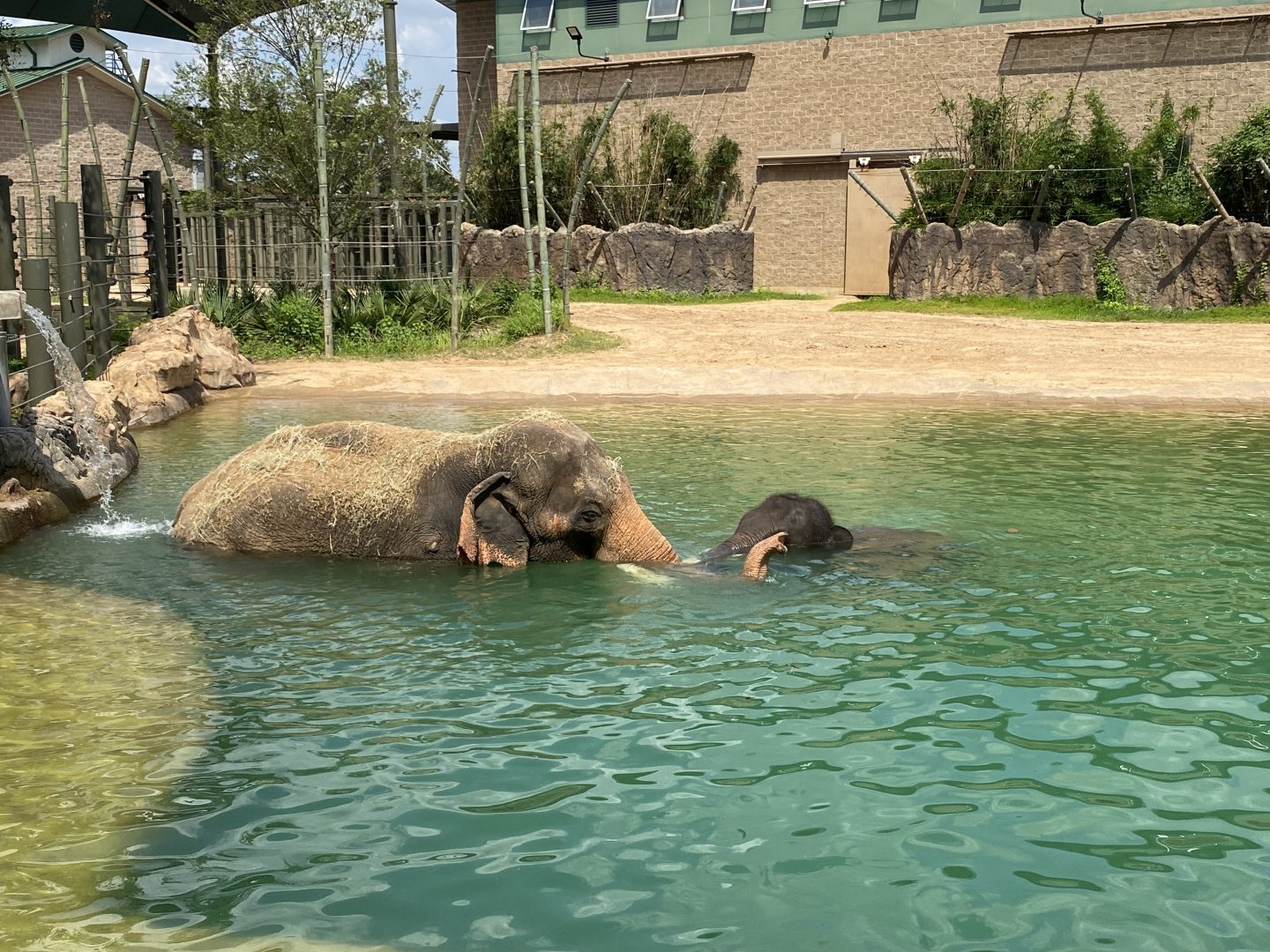 Thailand and Nelson Swimming
