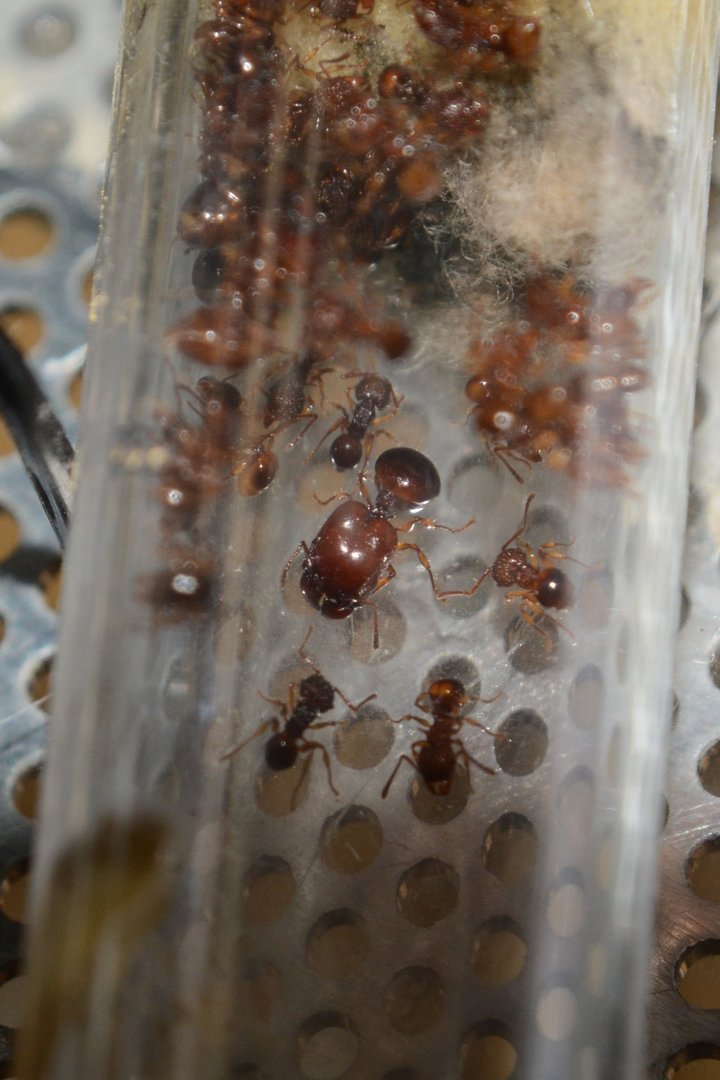 Thailand bigheaded ant (Acanthomyrmex thailandensis)