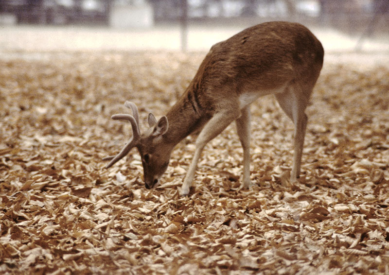 Thailand brow-antlered deer 1978