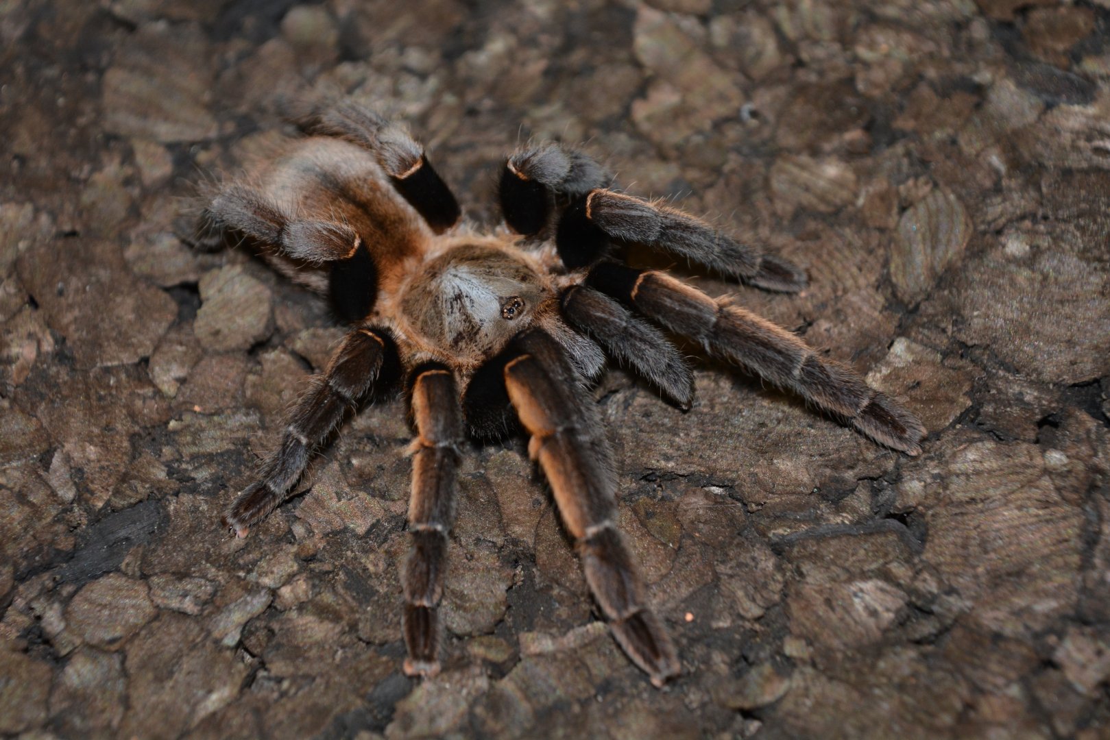 Thailand golden fringe tarantula (Ornithoctonus aureotibialis)