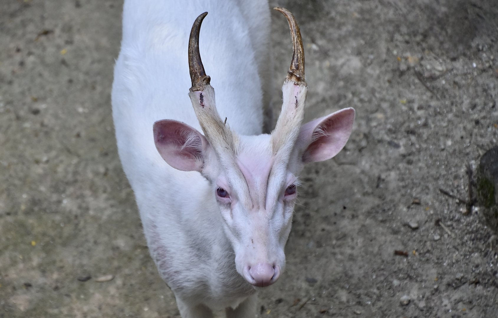 Thailand Muntjac (Muntiacus vaginalis curvostylis) albino male