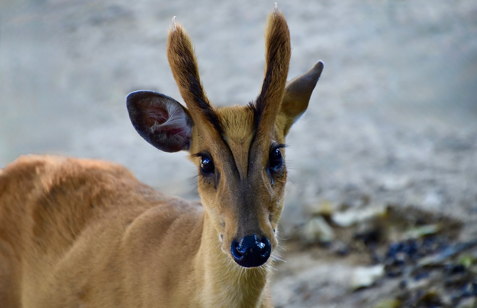 Thailand Muntjac (Muntiacus vaginalis curvostylis) male